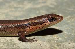 Image of Allapalli Grass Skink