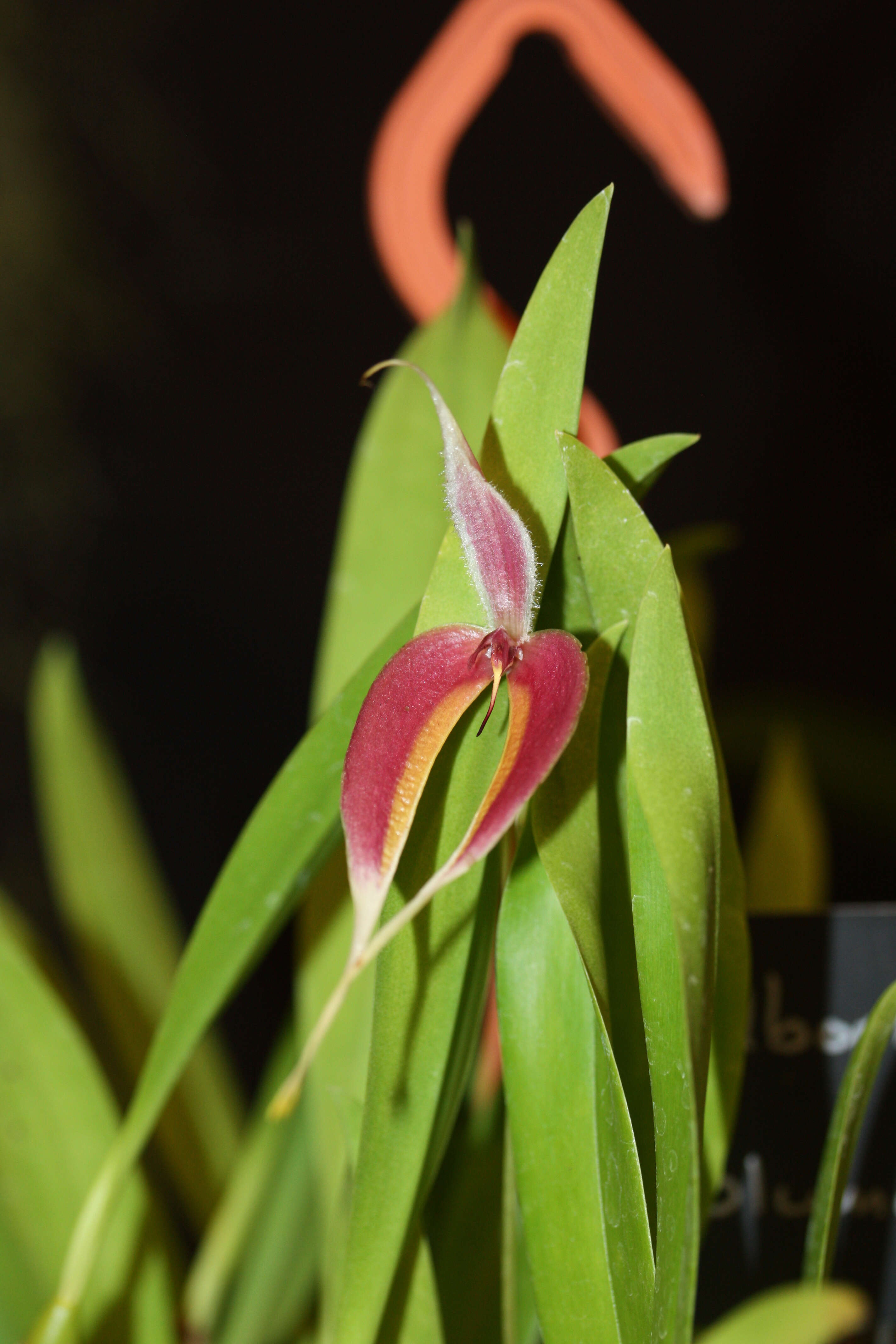 Image of Red horntail orchid