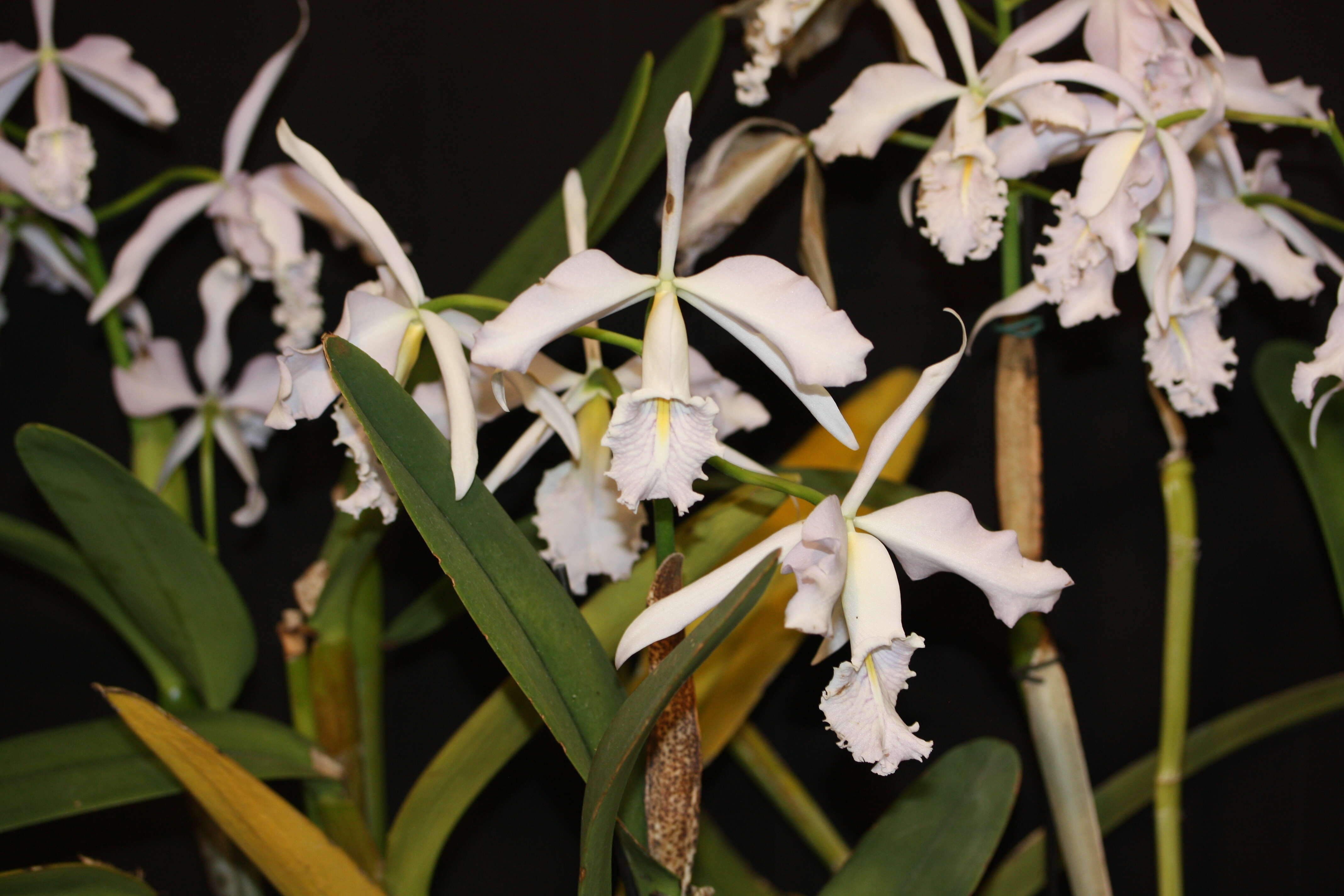 Image of Largest Cattleya