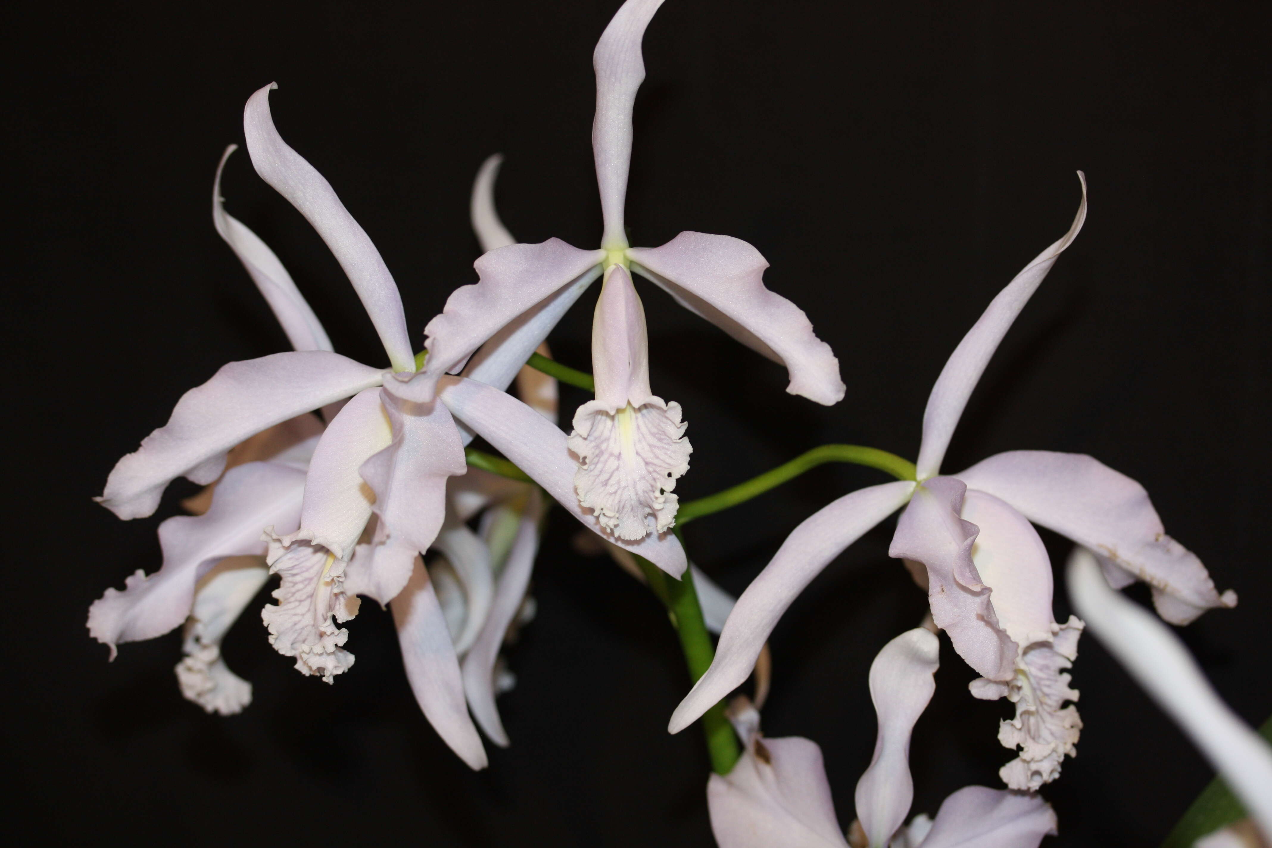 Image of Largest Cattleya