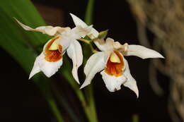 Image of Coelogyne mooreana Rolfe