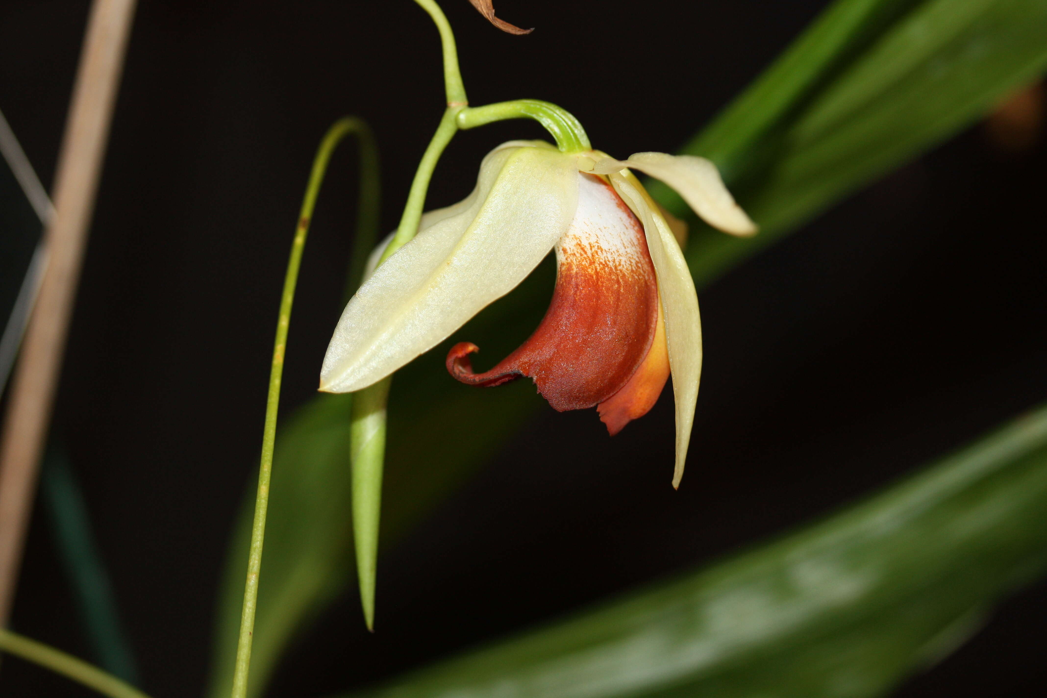 Image de Coelogyne usitana Roeth & O. Gruss