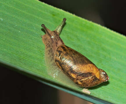 Image of pfeifers amber snail