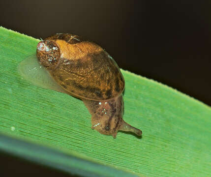 Image of pfeifers amber snail