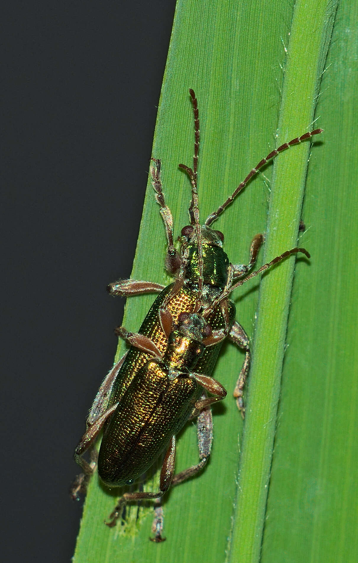 Image of Donacia clavipes