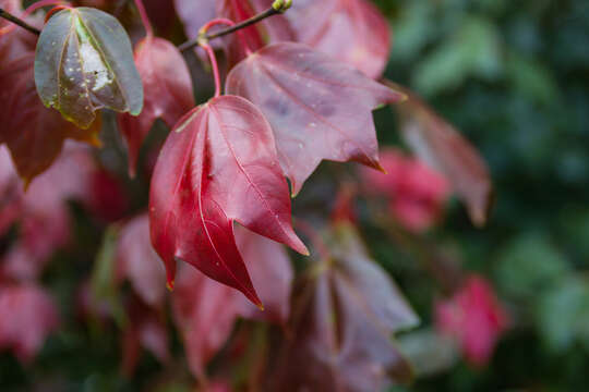 Acer calcaratum Gagnep. resmi