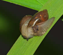 Image of pfeifers amber snail