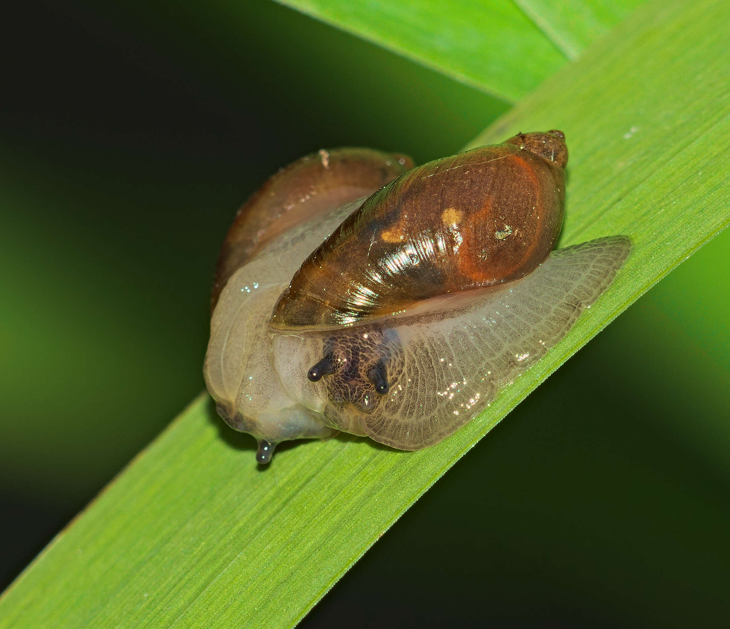 Image of pfeifers amber snail