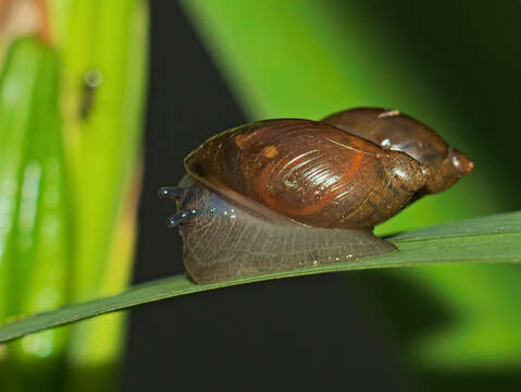 Image of pfeifers amber snail