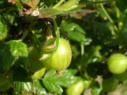 Image of European gooseberry