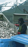 Image of Atlantic Herring