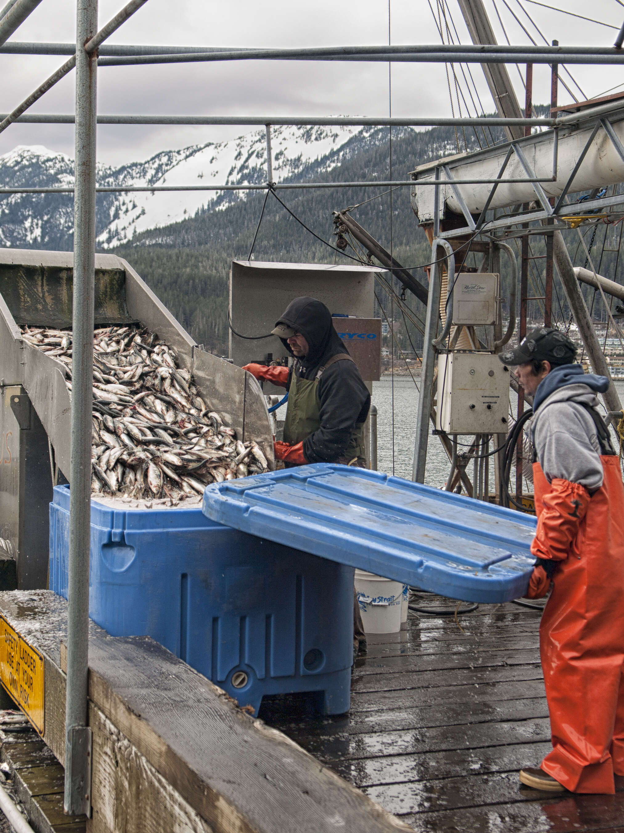 Image of Atlantic Herring