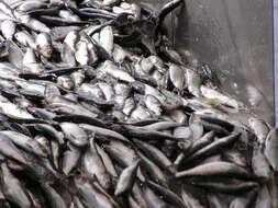 Image of Atlantic Herring