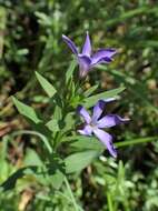 Image of herbaceous periwinkle