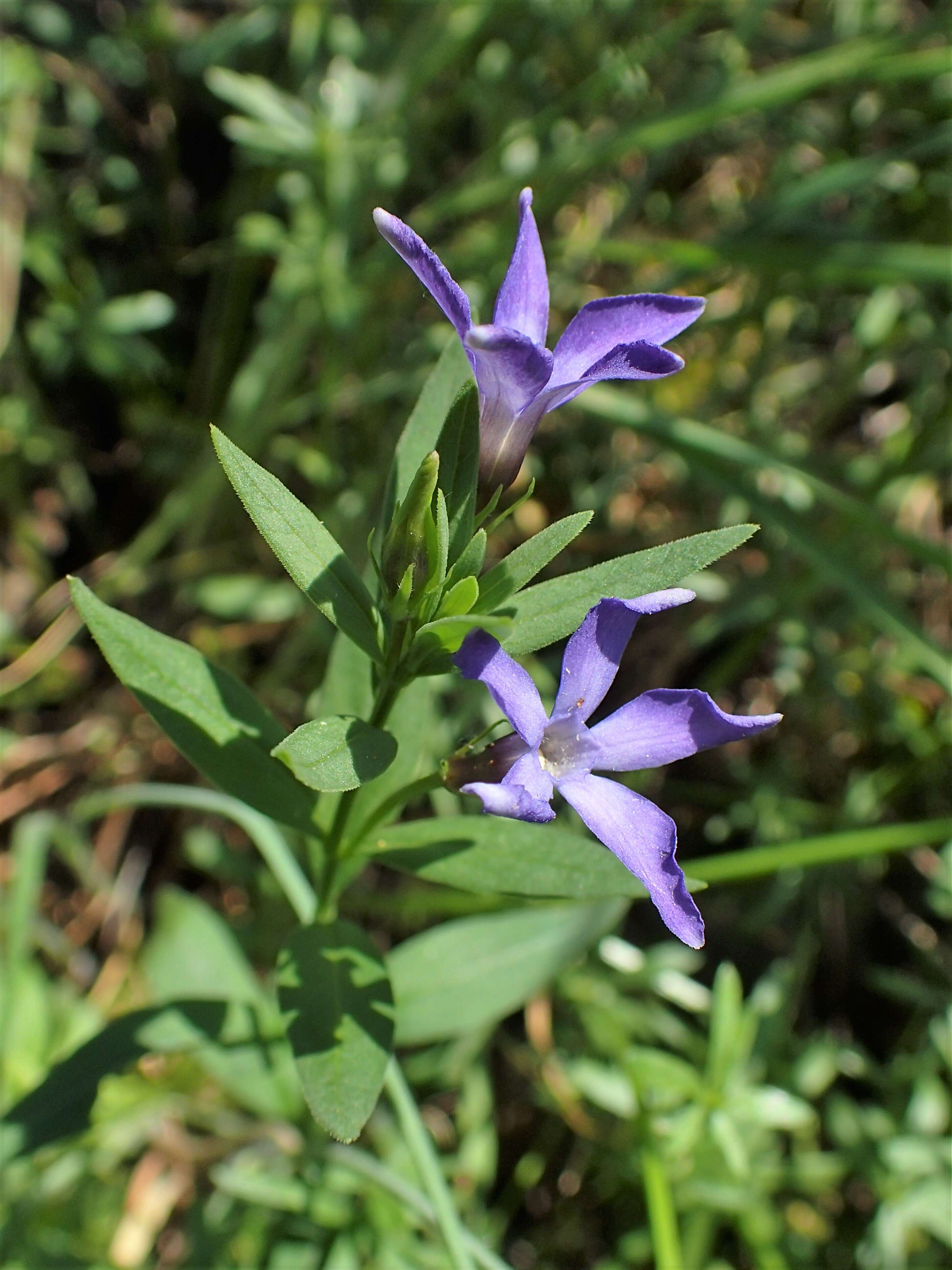 Image of herbaceous periwinkle