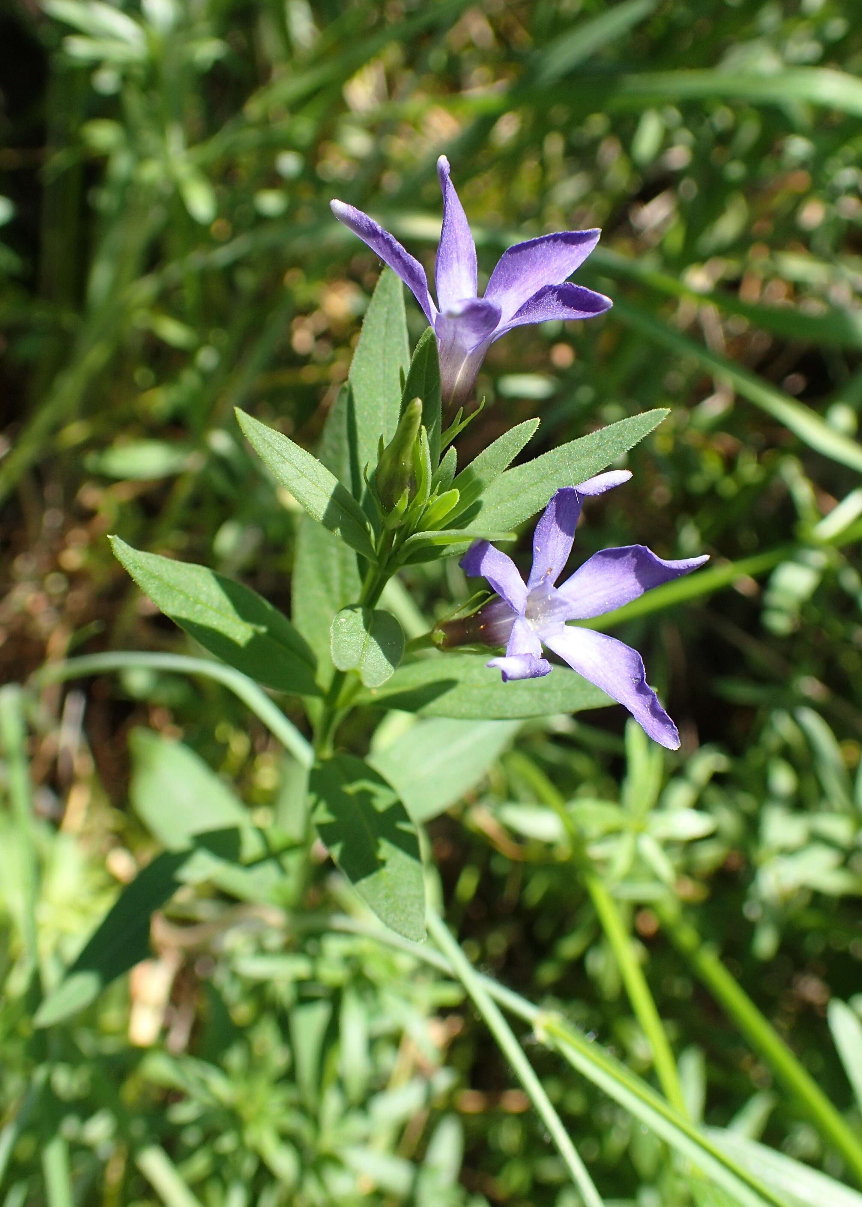 Image of herbaceous periwinkle