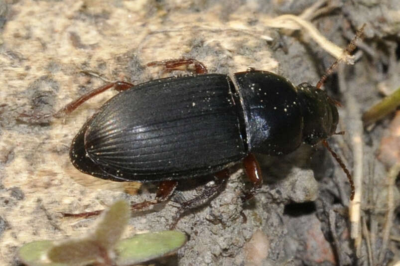 Image of Carabidae