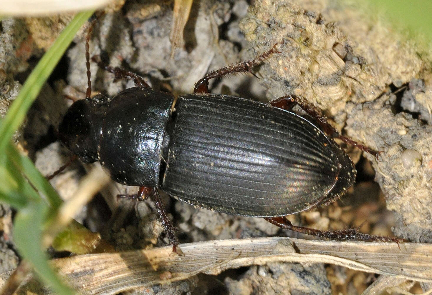 Image of Carabidae