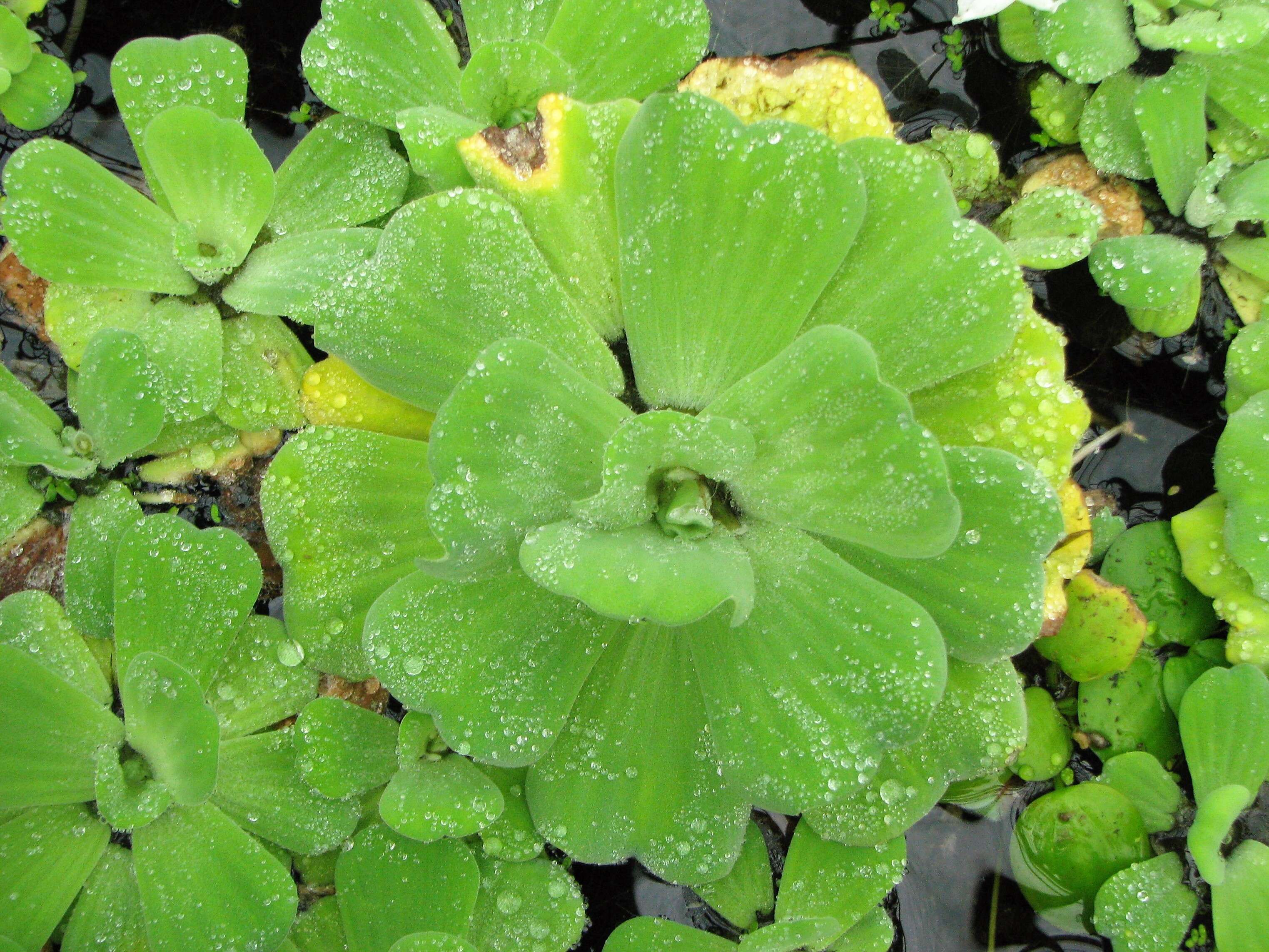 Image of pistia