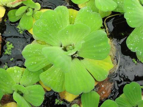 Image of pistia