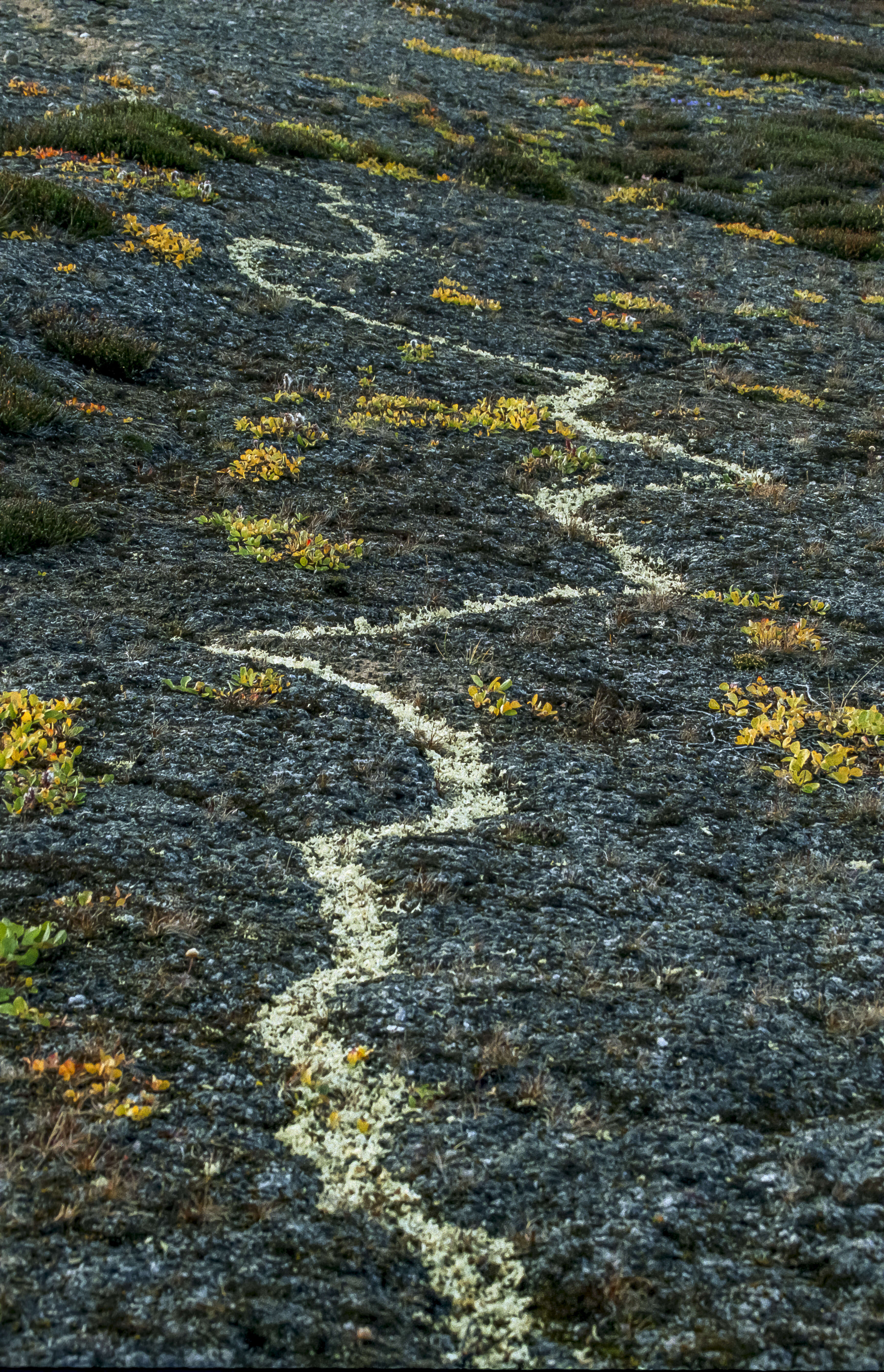 Image of Reindeer lichen