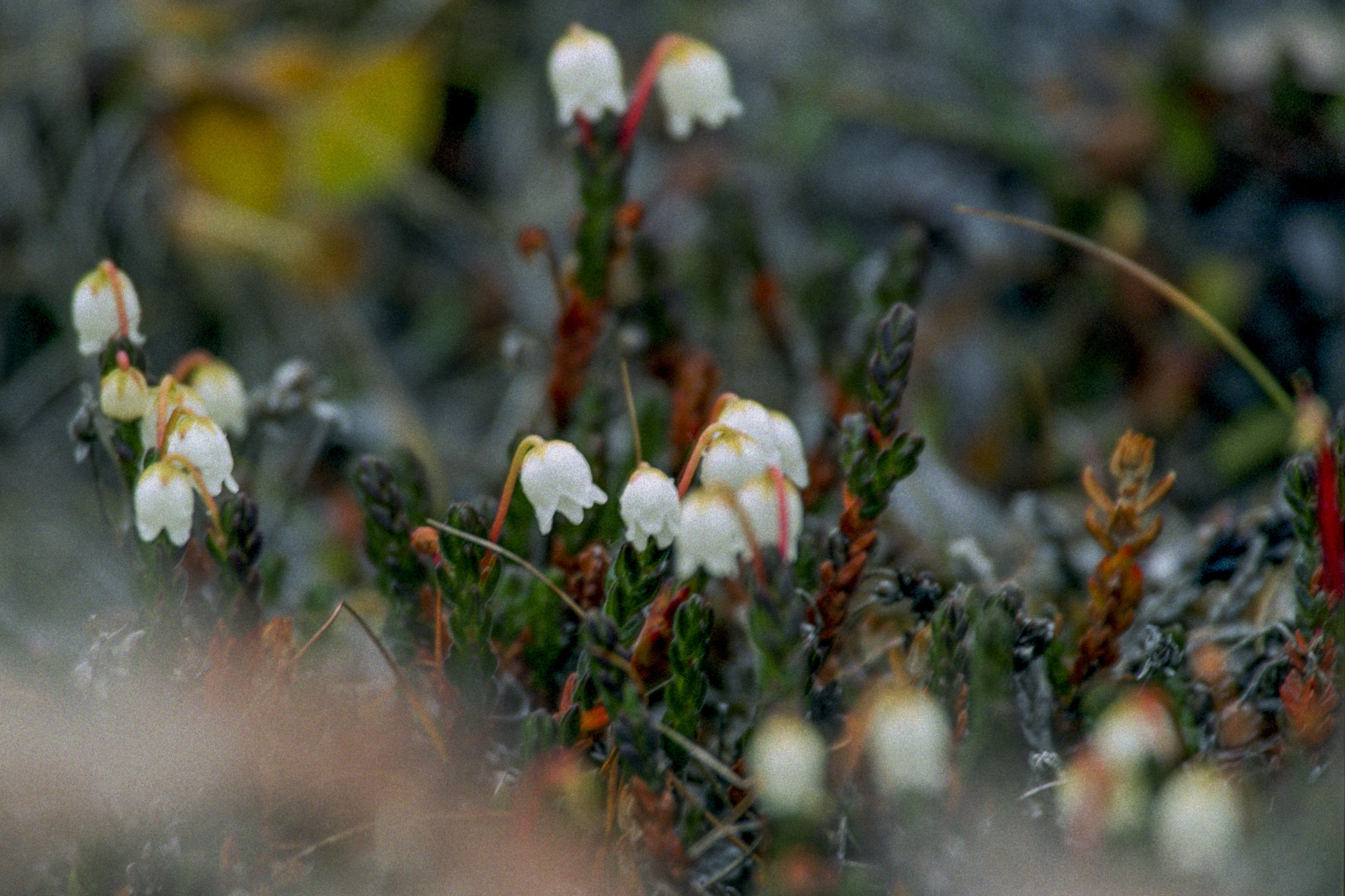 Image of white arctic mountain heather