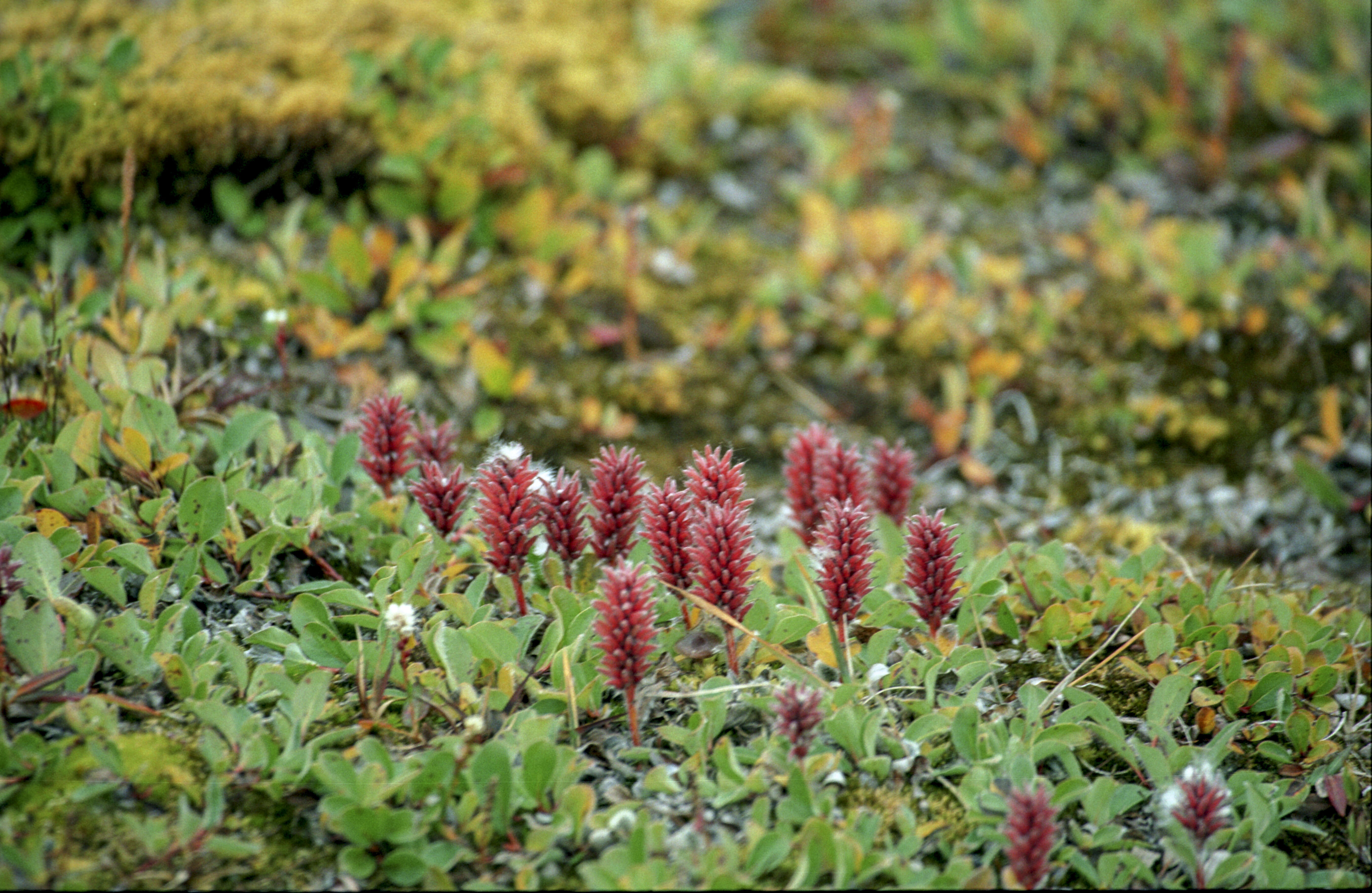 Image of arctic willow