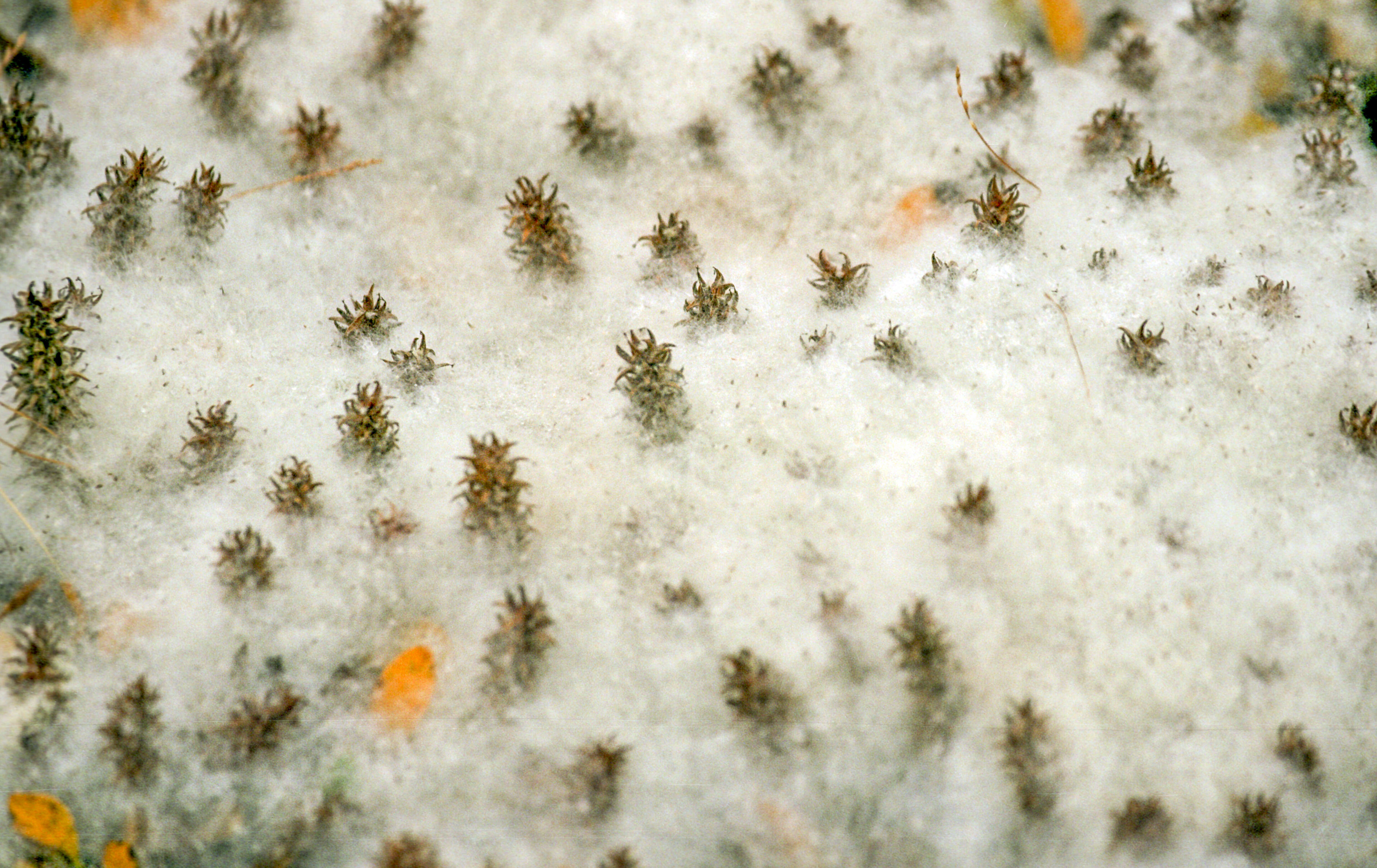 Слика од Salix arctica Pallas