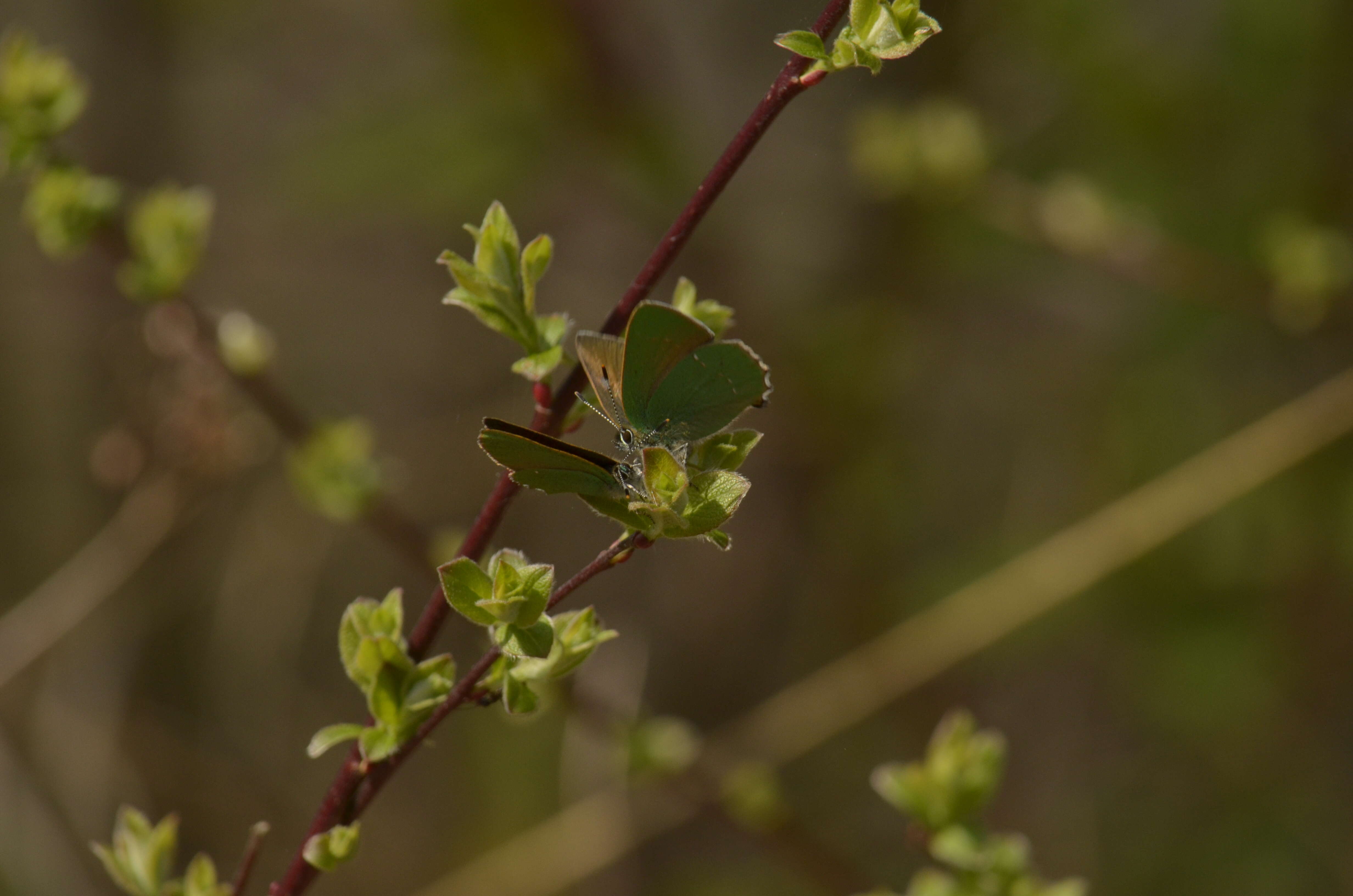 Plancia ëd Callophrys rubi (Linnaeus 1758)