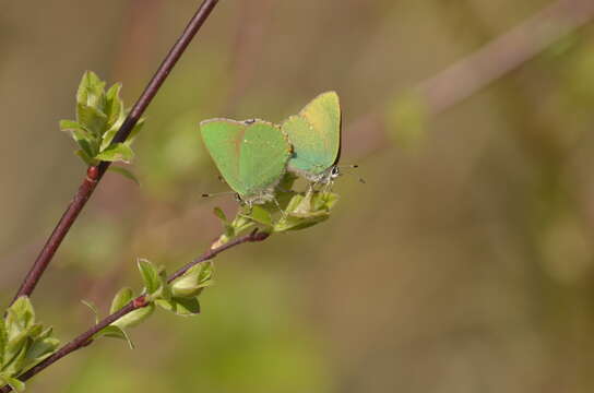 Image of Green Hairstreak