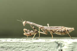 Image of Carolina Mantis