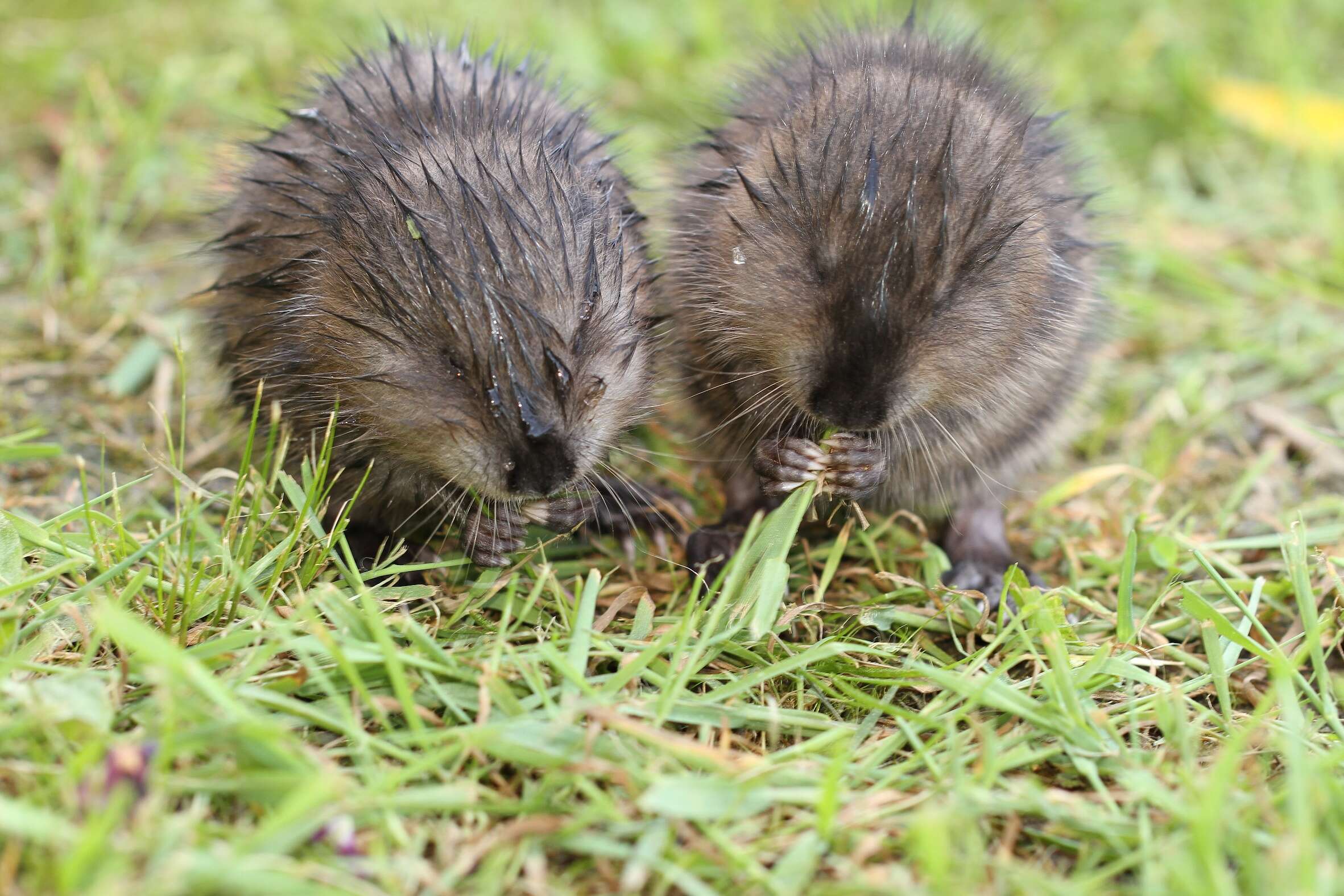 Image of muskrat