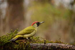 Image of Eurasian Green Woodpecker