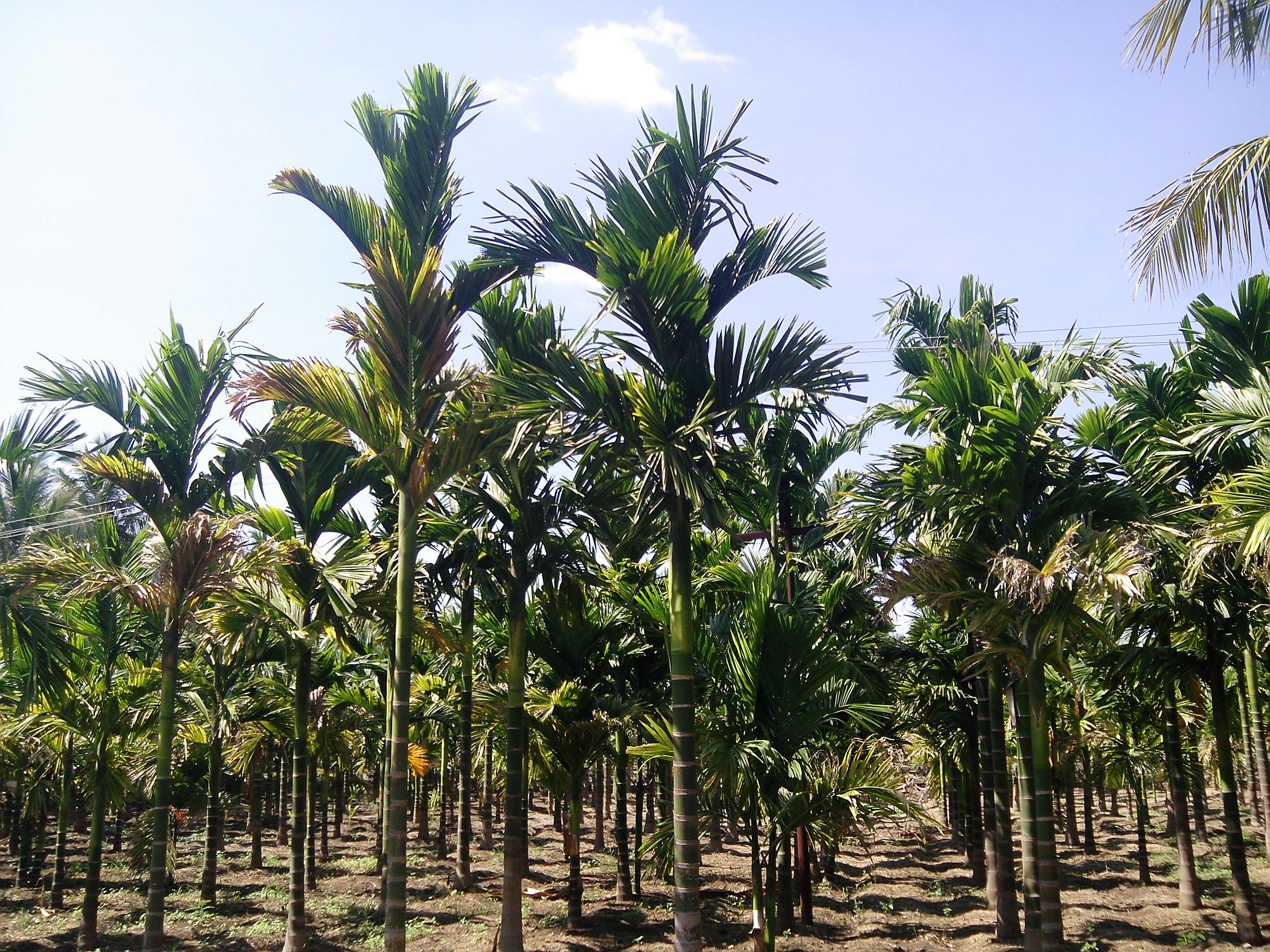 Image of betel palm