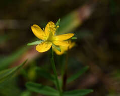 Image de Hypericum canadense L.