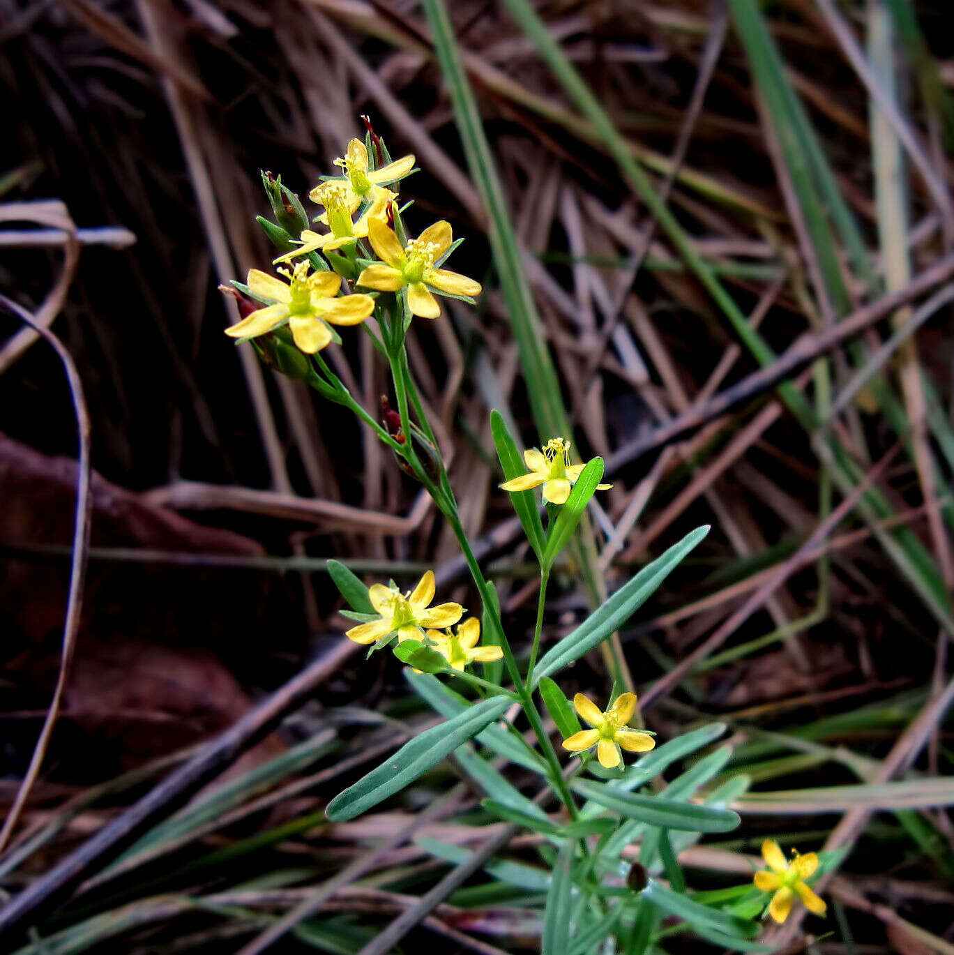 Image de Hypericum canadense L.