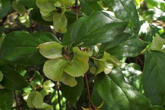 Image of Dipelta floribunda Maxim.