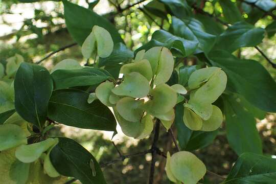 Image of Dipelta floribunda Maxim.