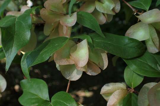 Image of Dipelta floribunda Maxim.