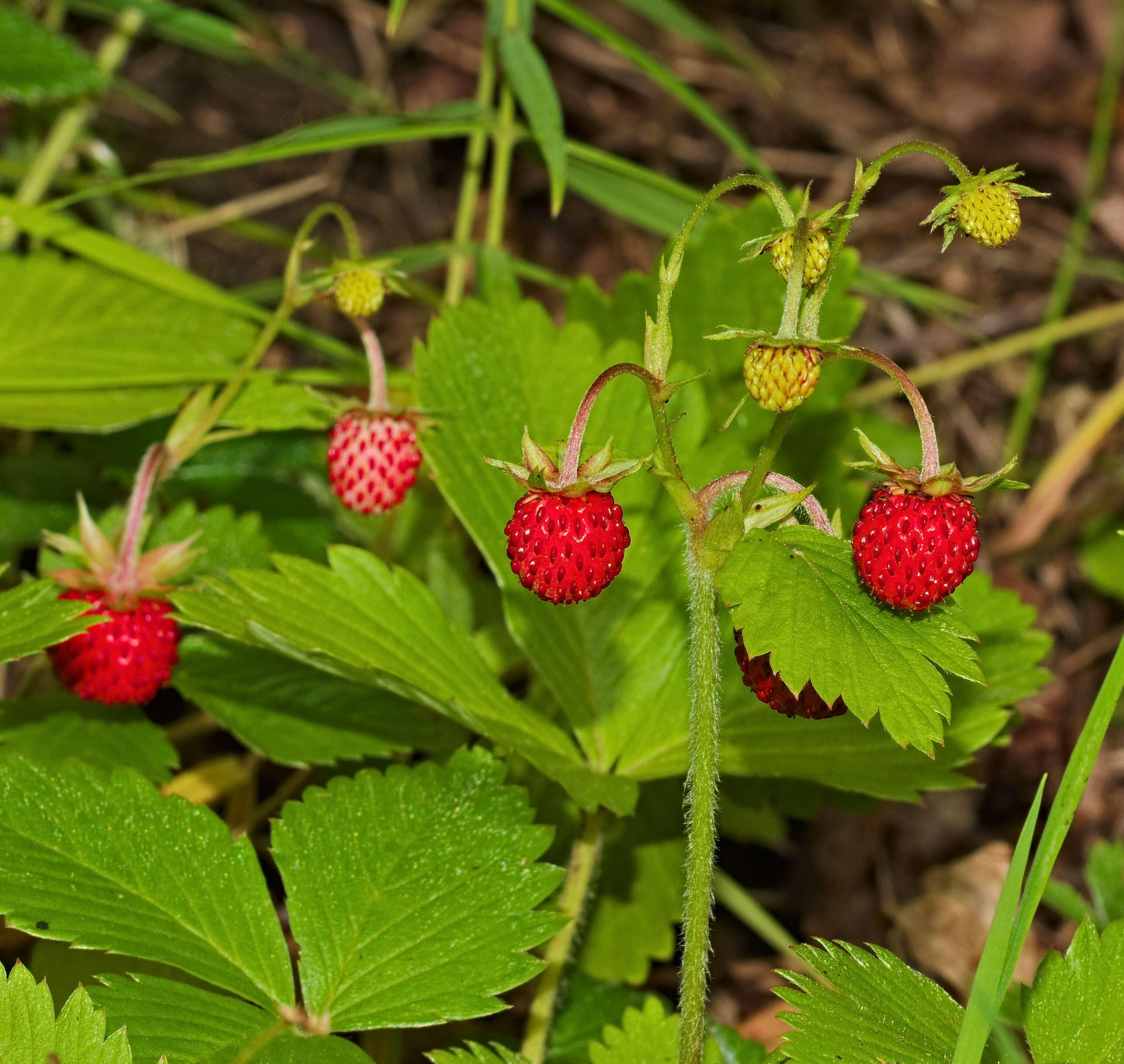 Image of woodland strawberry