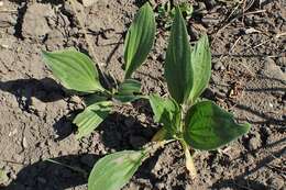 Image de Plantago asiatica L.