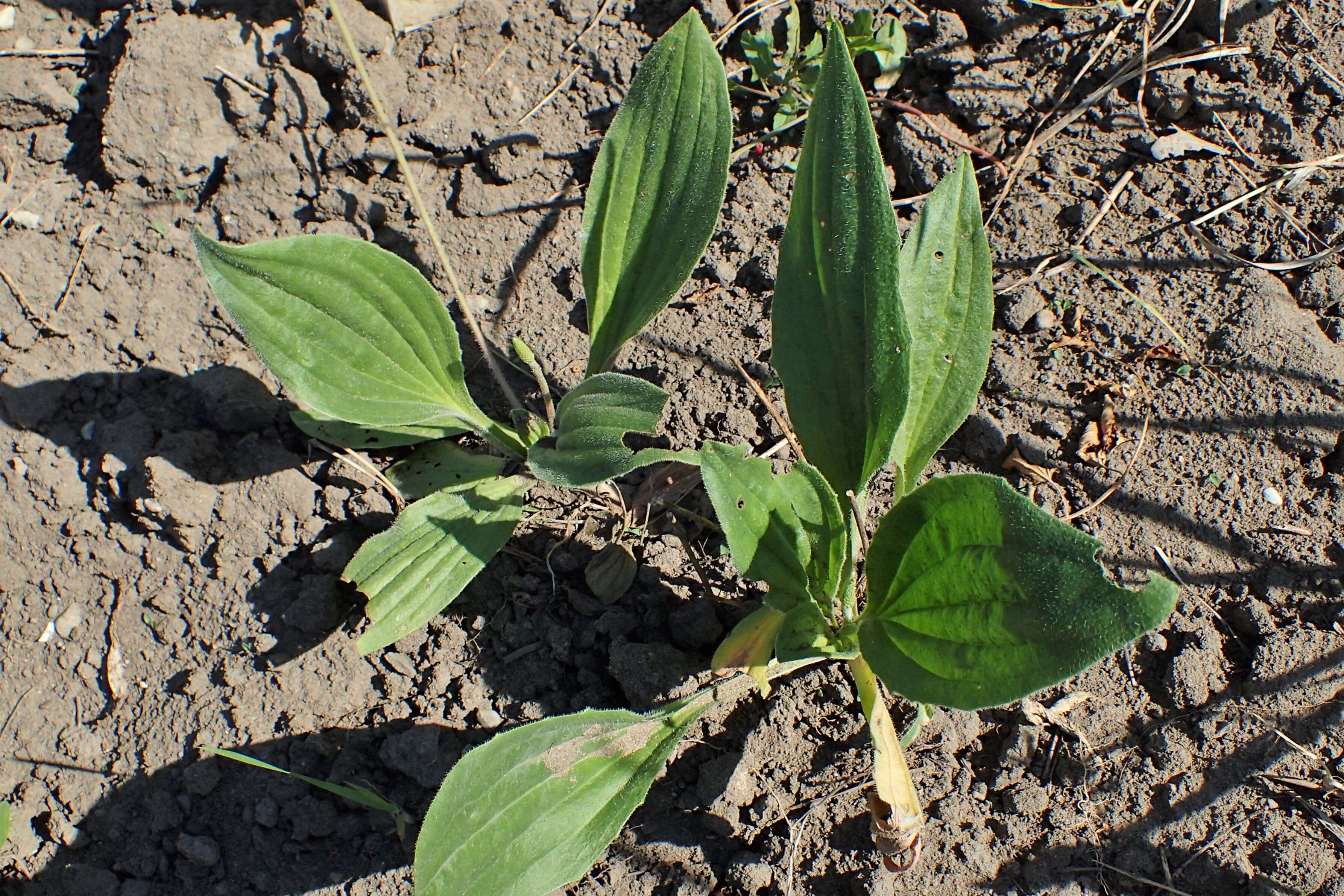 Image de Plantago asiatica L.