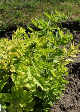 Imagem de Lysimachia lichiangensis Forrest