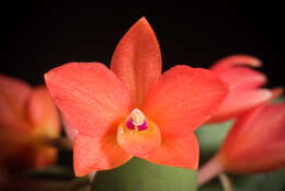 Image of Cattleya cernua (Lindl.) Van den Berg