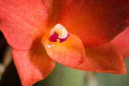 Image of Cattleya cernua (Lindl.) Van den Berg