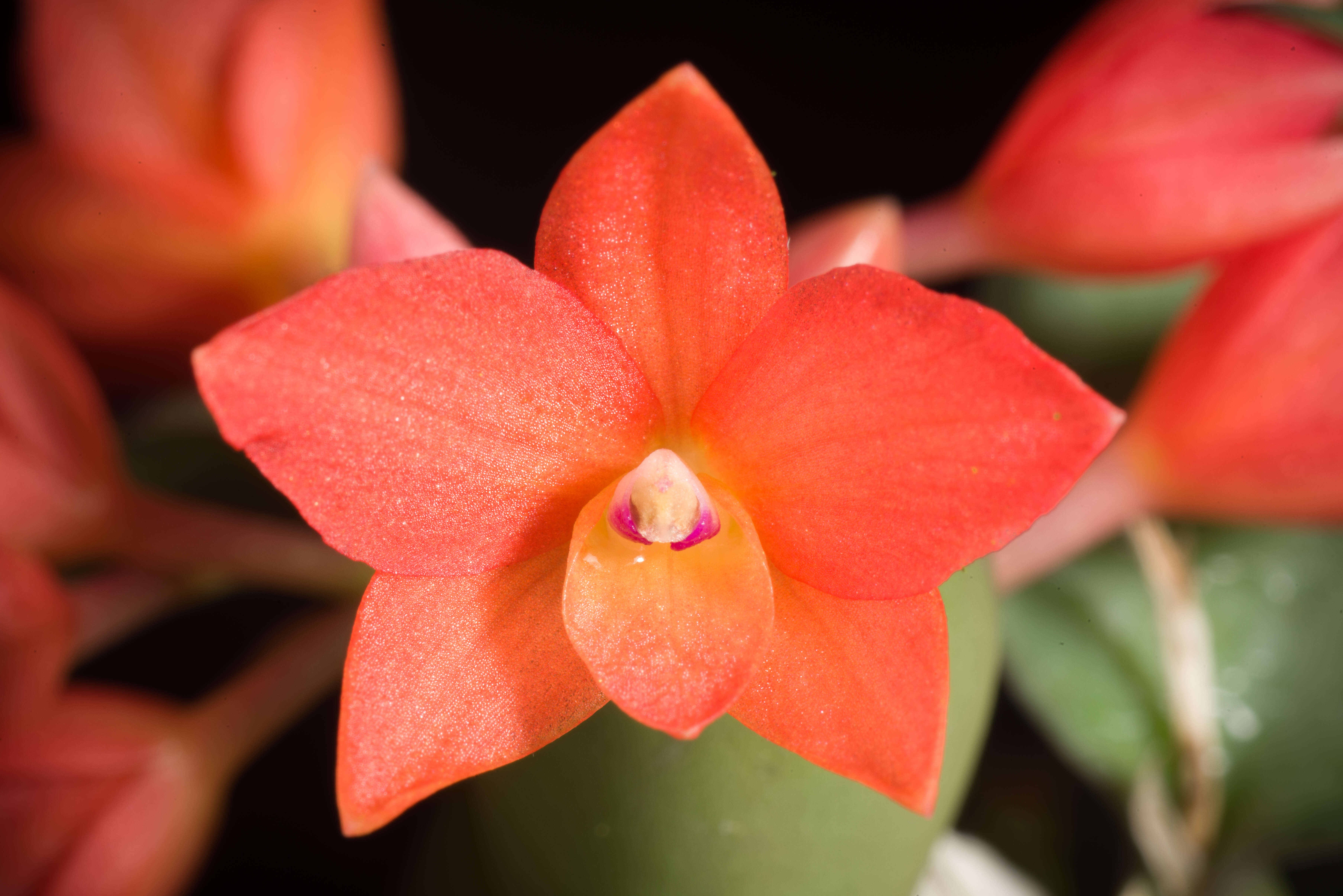 Image of Cattleya cernua (Lindl.) Van den Berg