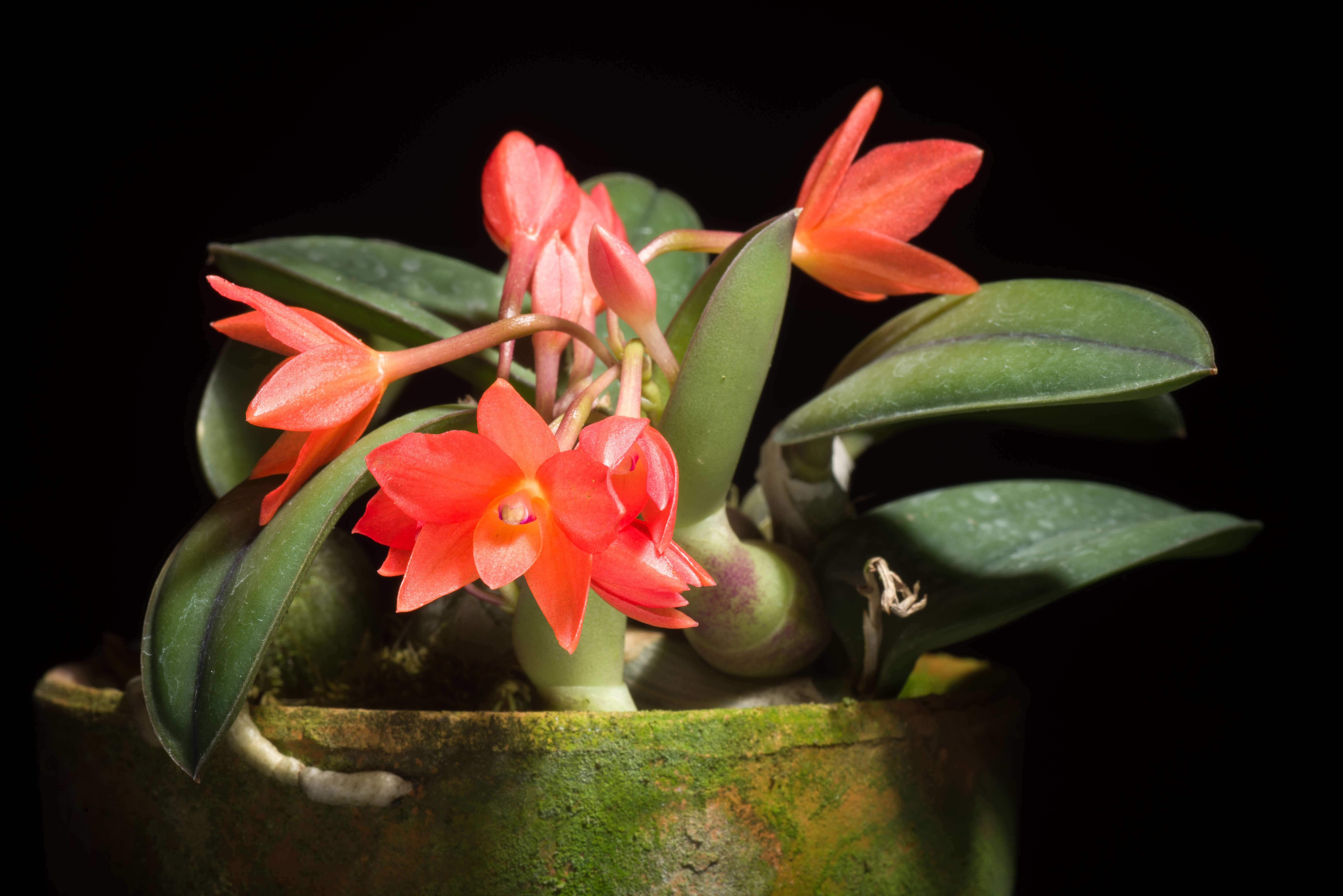 Image of Cattleya cernua (Lindl.) Van den Berg