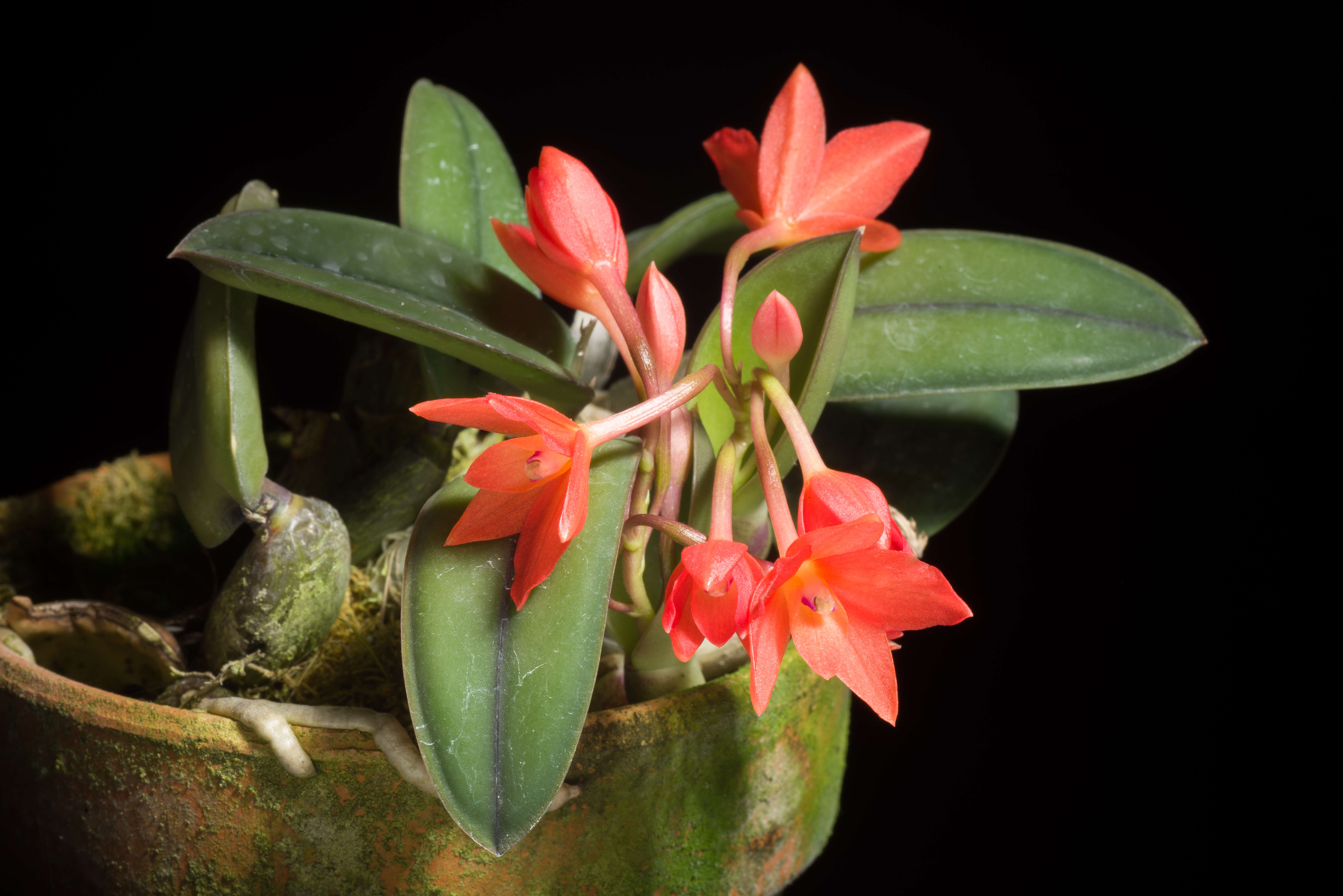 Image of Cattleya cernua (Lindl.) Van den Berg