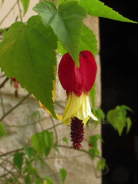 Image of trailing abutilon