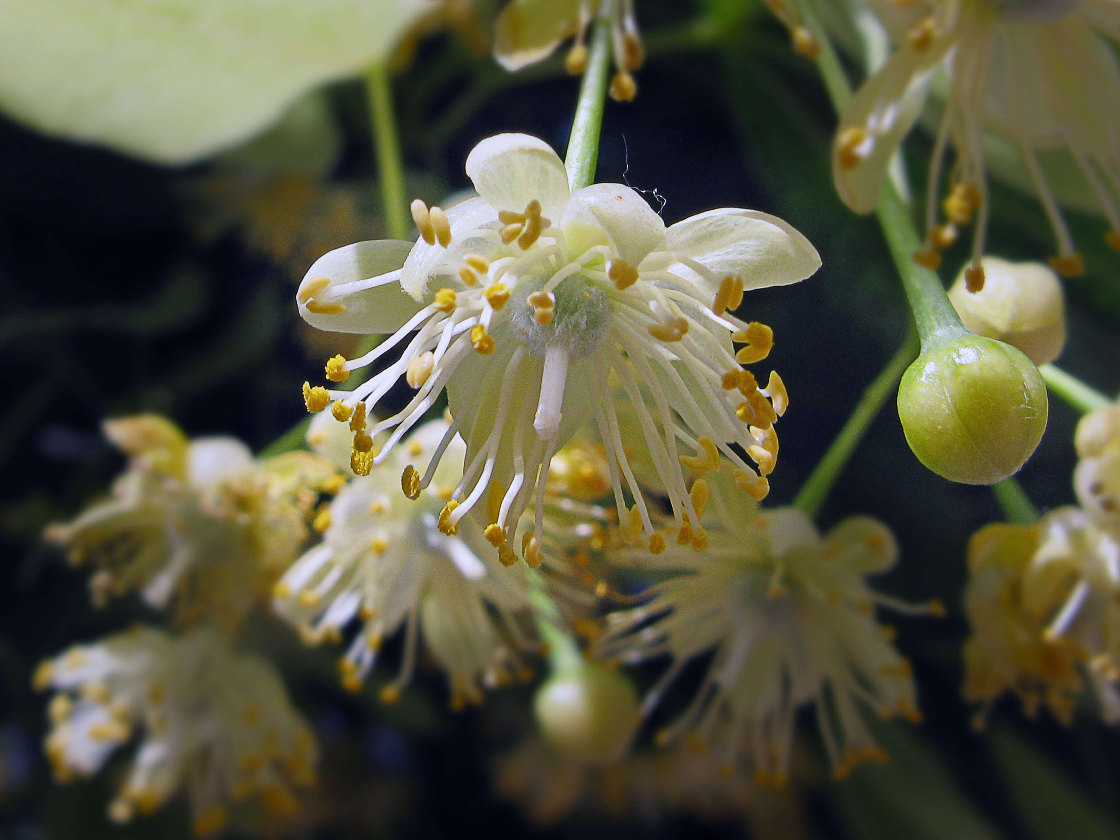 Image of Large-leaved Lime